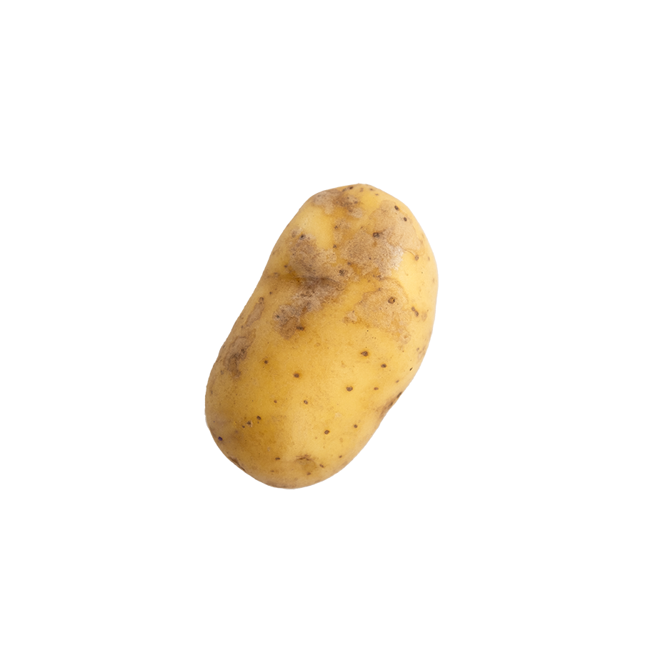 Pommes de terre gale argentée