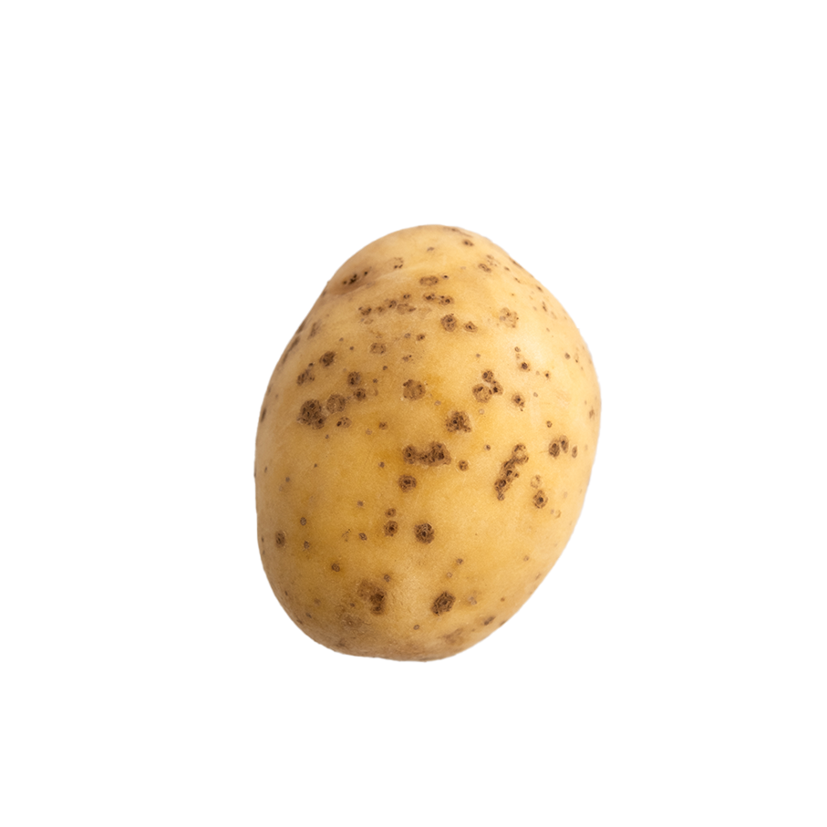 Pommes de terre gale commune