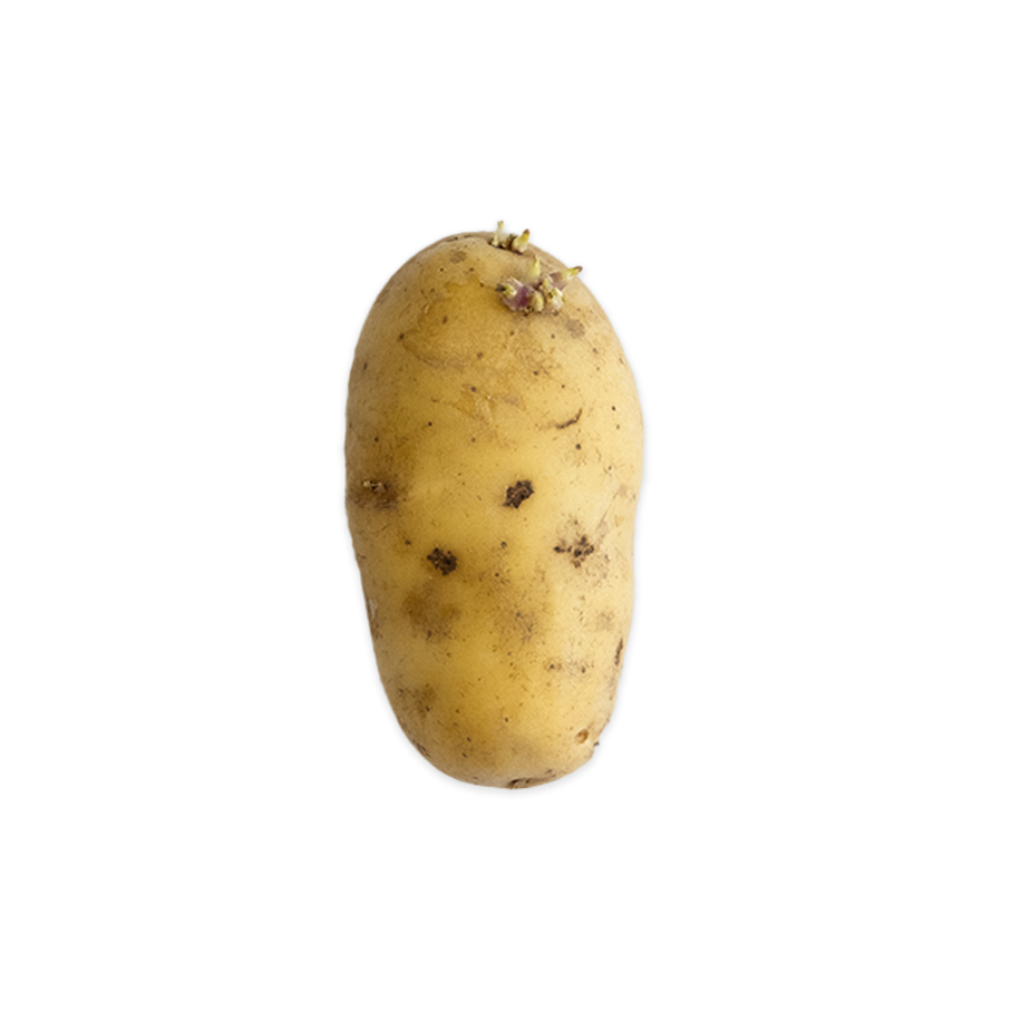 Pommes de terre germées